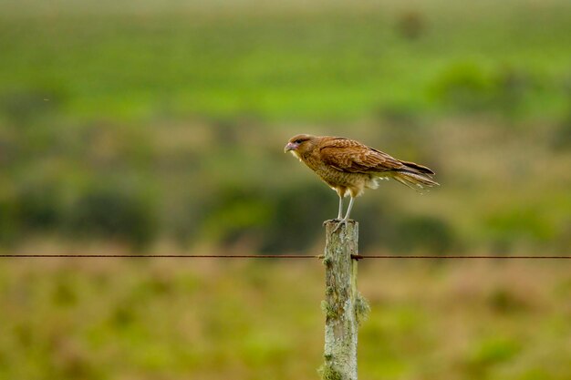 Aves en libertad y en su entorno de uruguay