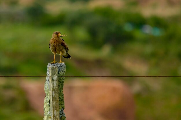 Aves en libertad y en su entorno de uruguay