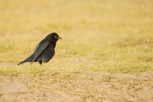 Foto aves en libertad y en su entorno de uruguay