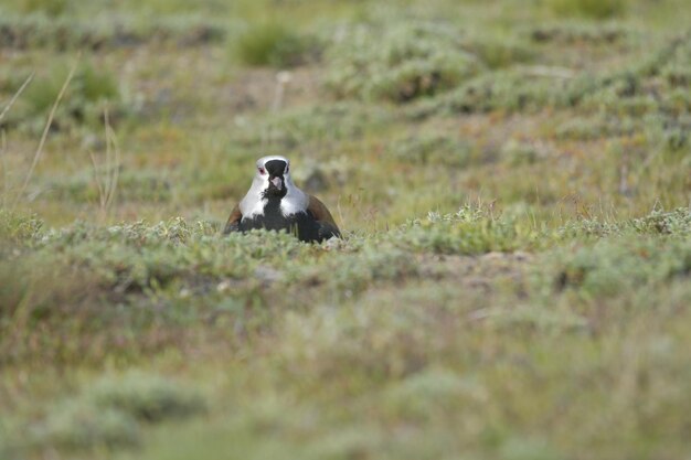 Aves en libertad y en su entorno de uruguay