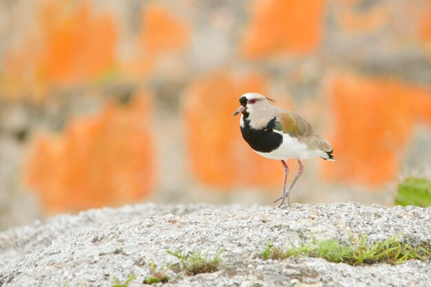 Aves en libertad y en su entorno de uruguay