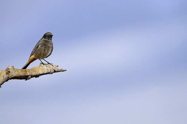 Aves en libertad y en su entorno