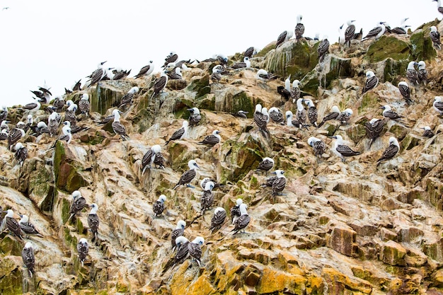 Aves marinas acuáticas en PerúCosta de América del Sur en la Reserva Nacional de Paracas Peruana Galápagos Islas BallestasEstas aves cazadoras de peces y mariscos