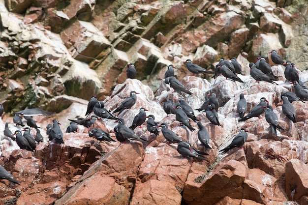 Aves marinas en la roca en la isla de Ballestas, parque natural.