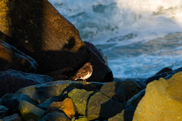 aves marinas