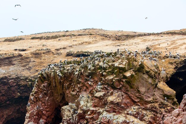 Aves marinhas aquáticas no PeruCosta da América do Sul na Reserva Nacional de Paracas Peruvian Galapagos Ballestas IslandsEstes pássaros caçadores de peixes e mariscos