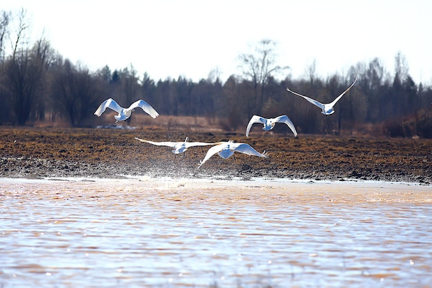 aves migratorias bandada de gansos en el campo, paisaje migración estacional de aves, caza