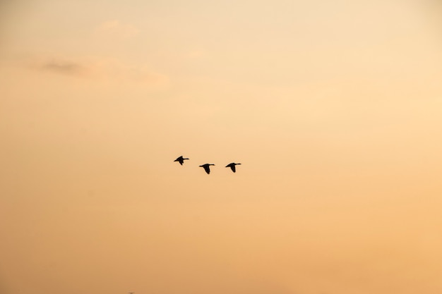 Aves migratórias de inverno