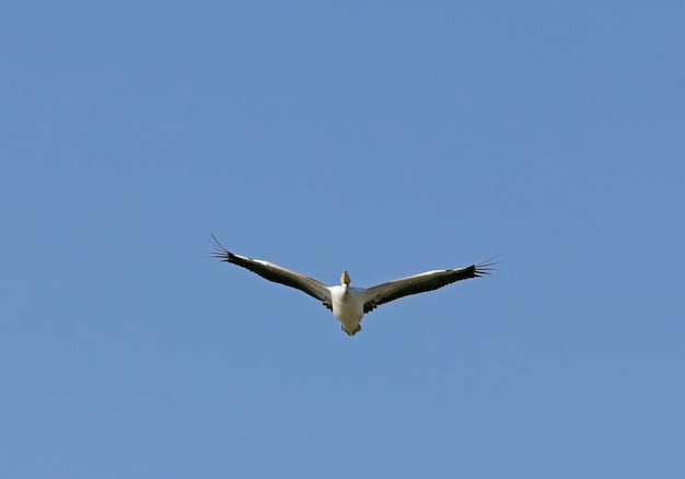 Aves migratórias na Reserva Natural de Hula