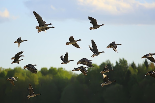 aves migratorias de primavera de gansos en el campo, fondo de paisaje de primavera