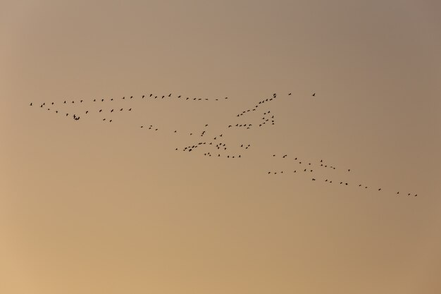 Foto aves migratorias voladoras de invierno