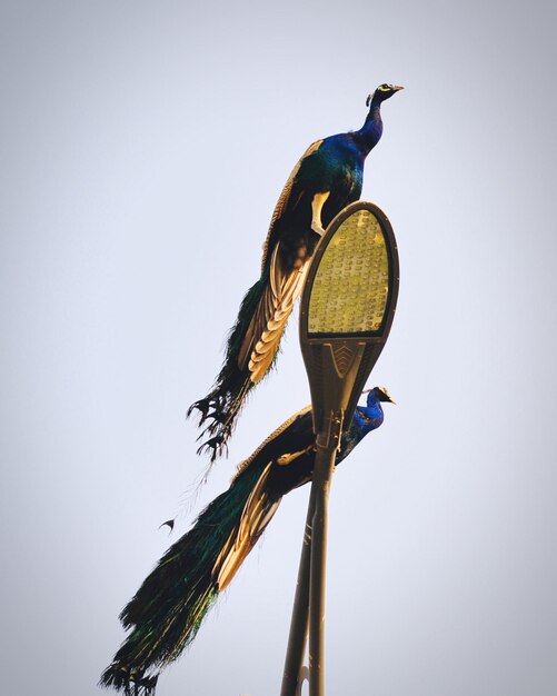 Foto aves en el mundo abierto