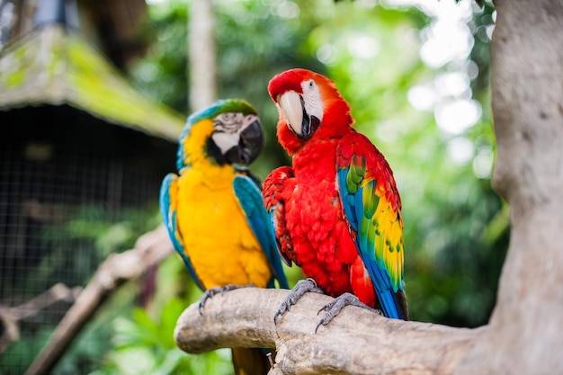 Aves en el museo blanco bali