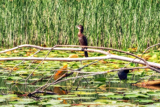 Aves na margem do lago Skadar em Montenegro