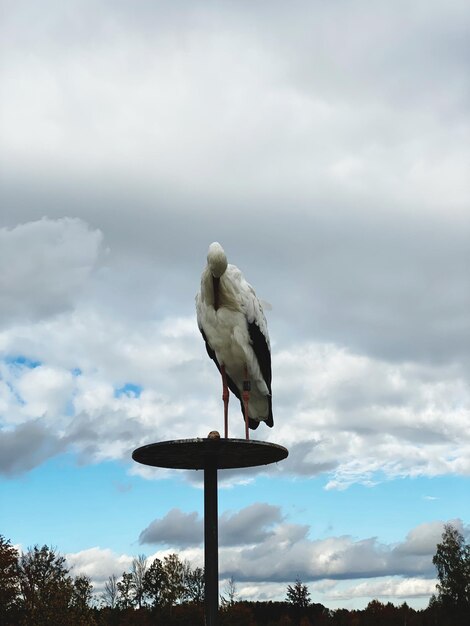 Foto aves na natureza