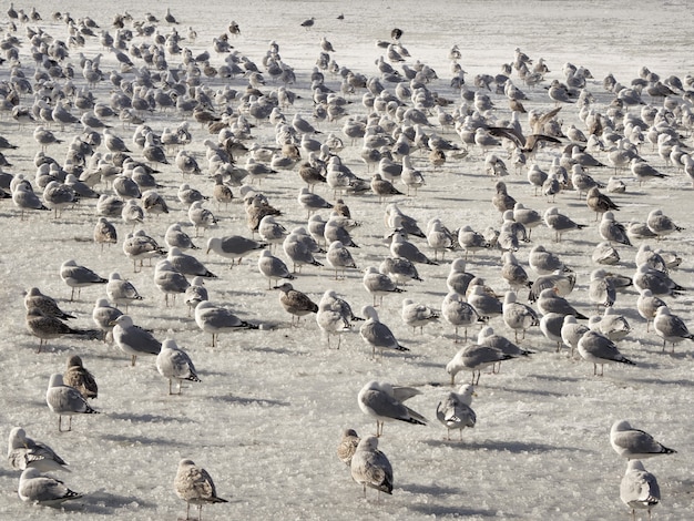 Aves na primavera. A população de corvos-marinhos na água azul no inverno.