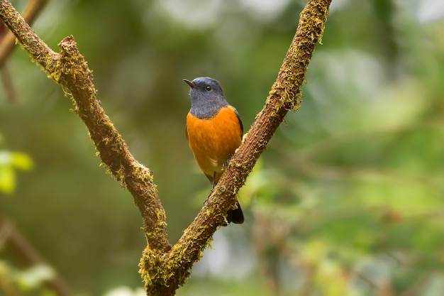 Aves en la naturaleza, Colirrojo de frente azul (Phoenicurus frontalis)