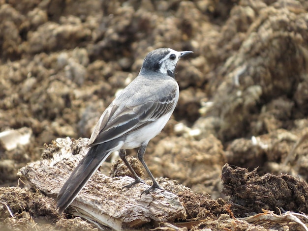 Aves en una naturaleza increíblemente hermosa