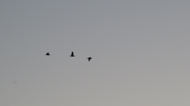 Aves no céu noturno