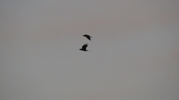 Aves no céu noturno