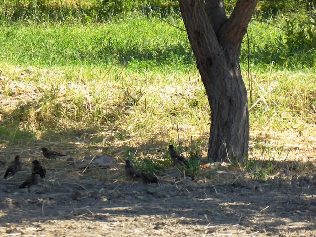 Aves no parque verde