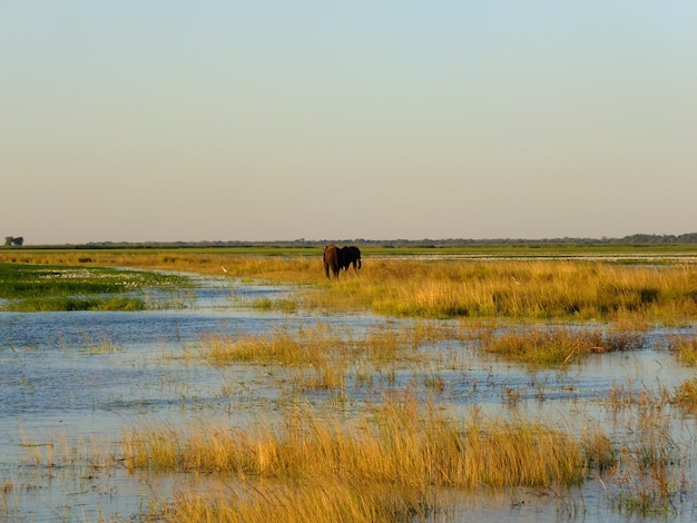 Aves no rio zambeze botswana áfrica