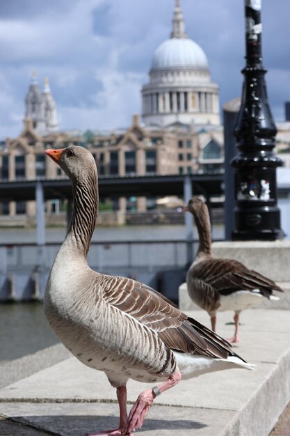 Foto aves en la orilla del río