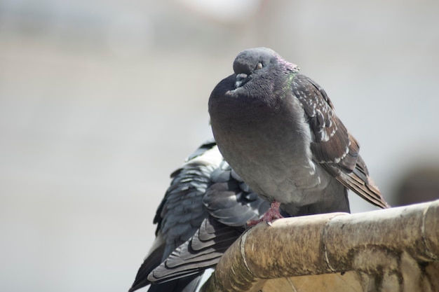 aves y palomas