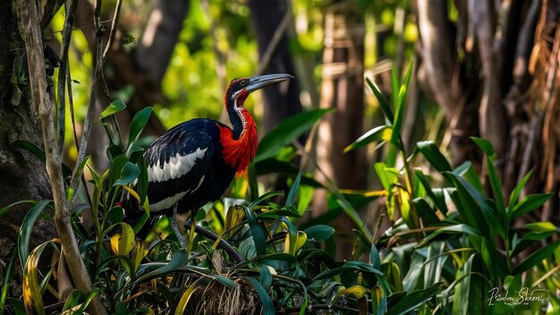Aves del pantanal en el hábitat natural