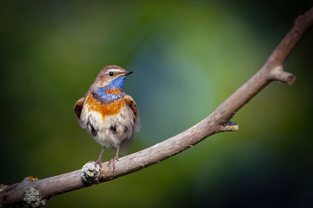 Aves pechiazul de Rusia Central