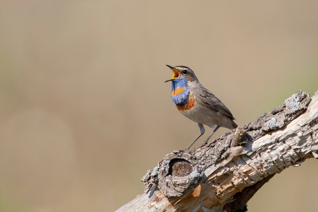 Aves pechiazul de Rusia Central