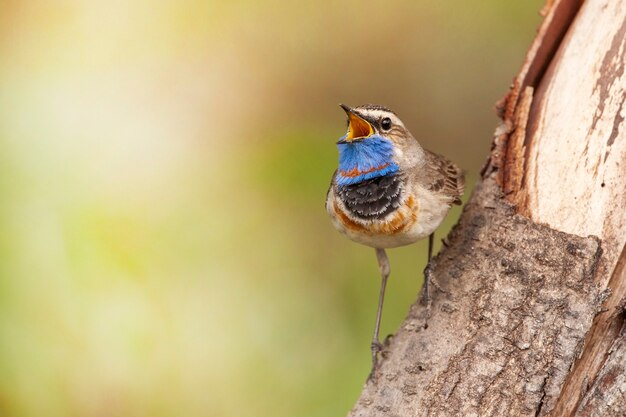 Aves pechiazul de Rusia Central