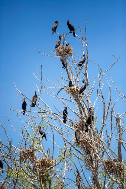 Aves Phalacrocorax carbo na árvore. Lago Civril - Lago Isikli - Turquia