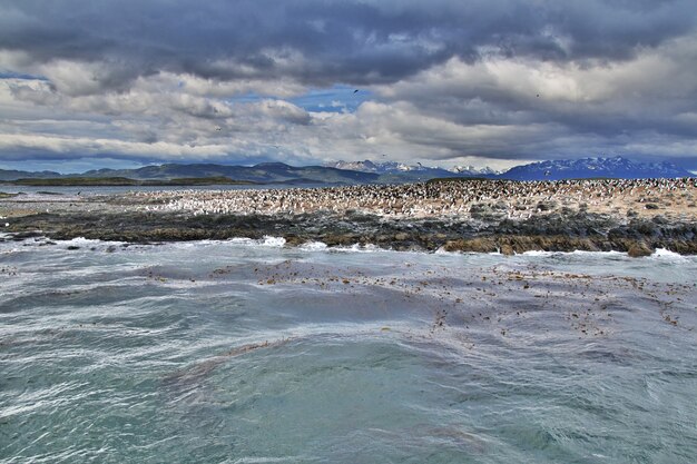 Aves y pingüinos en el canal Beagle