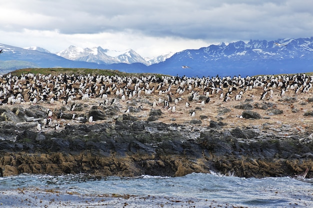 Aves y pingüinos en la isla en el canal Beagle cerca de la ciudad de Ushuaia, Tierra del Fuego, Argentina