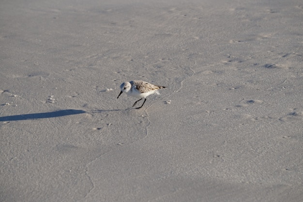 Foto aves playeras en la playa