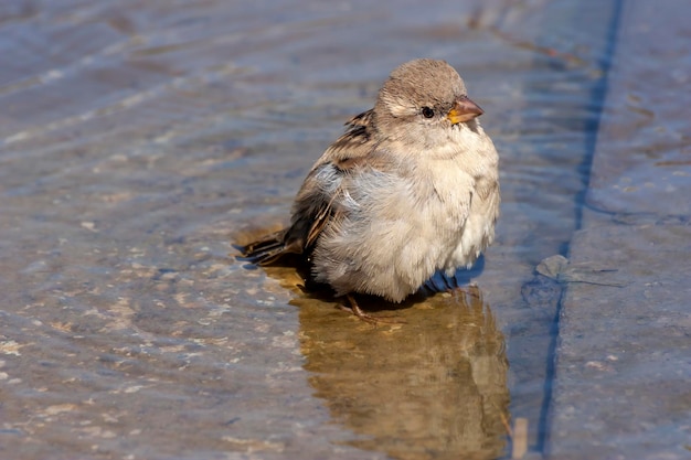 Aves poco divertido lindo gorrión Passer domesticus bañarse en un charco de la ciudad closeup en un día de otoño