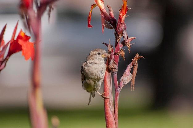 Aves poco gracioso lindo gorrión Passer domesticus sentado en un primer plano de rama en un cálido día de otoño