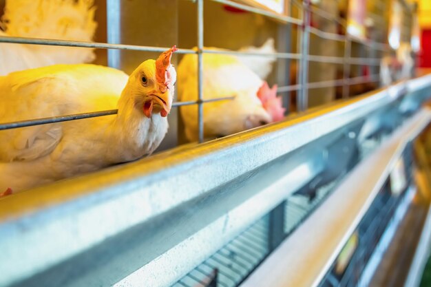 Foto aves de pollo en jaula en una granja avícola