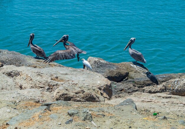 Foto aves porto de manta