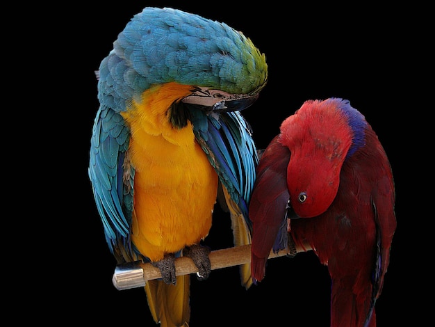 Aves posadas en la madera contra un fondo negro
