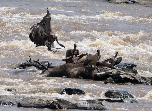 Aves predatórias em voo quênia tanzânia safari áfrica oriental