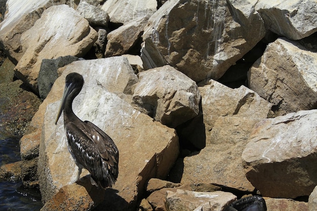 Aves en el puerto de Coquimbo Chile