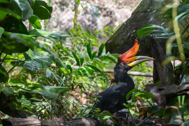 Aves que se exhiben en el zoológico.