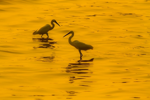 Aves que vivem no mar ao pôr do sol