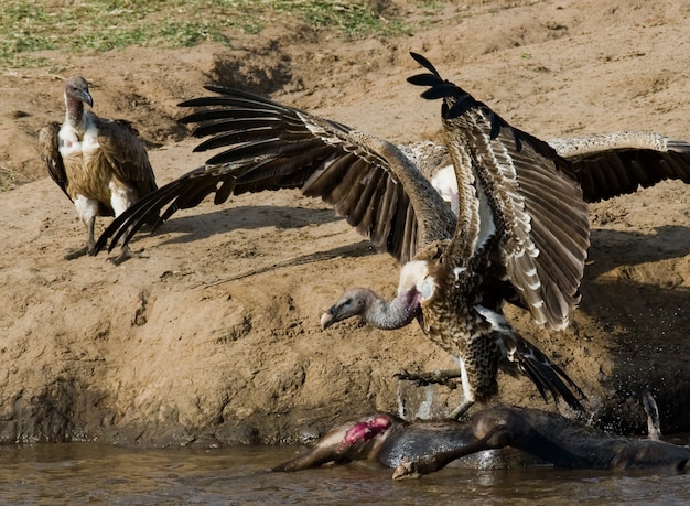 Las aves rapaces comen la presa en la sabana de África Oriental Kenia Tanzania Safari