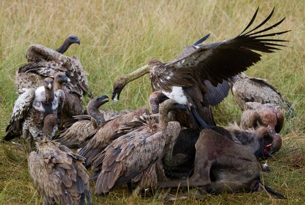 Las aves rapaces comen la presa en la sabana de África Oriental Kenia Tanzania Safari