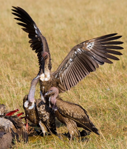 Las aves rapaces comen la presa en la sabana de África Oriental Kenia Tanzania Safari