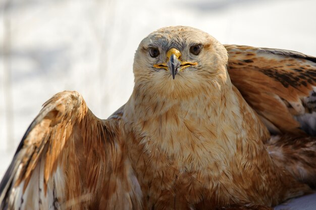 Las aves de rapiña, el ratonero común (Buteo buteo) se sienta en la nieve. De cerca..