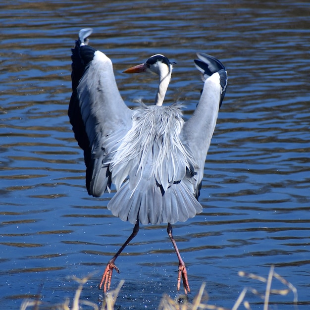 Foto aves en un río